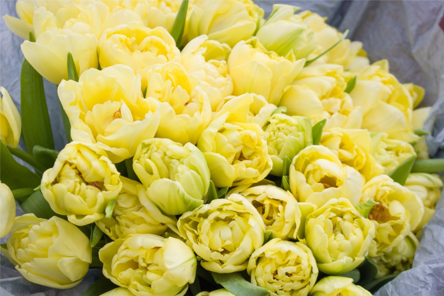 Букет из тюльпанов желто-лимонный (махровый) 5 шт