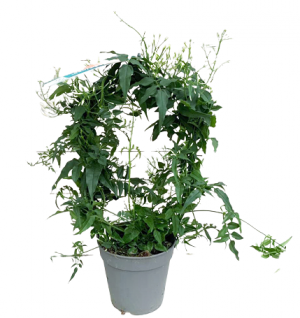 Комнатное растение Жасмин многоцветковый в горшке d-12 см