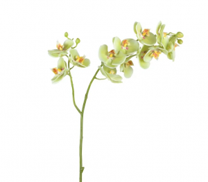 Орхидея Фаленопсис св.лайм ветвь двойная в-88 см, 9цв3 бут,3цв2 бут 12/48 30.0614165LYG