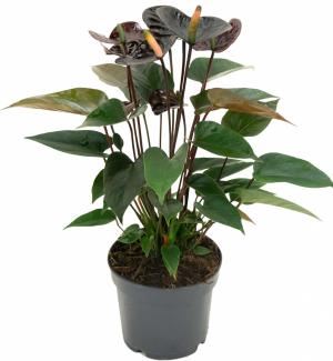 Комнатное растение Антуриум андрианум Блэк в горшке 12 см