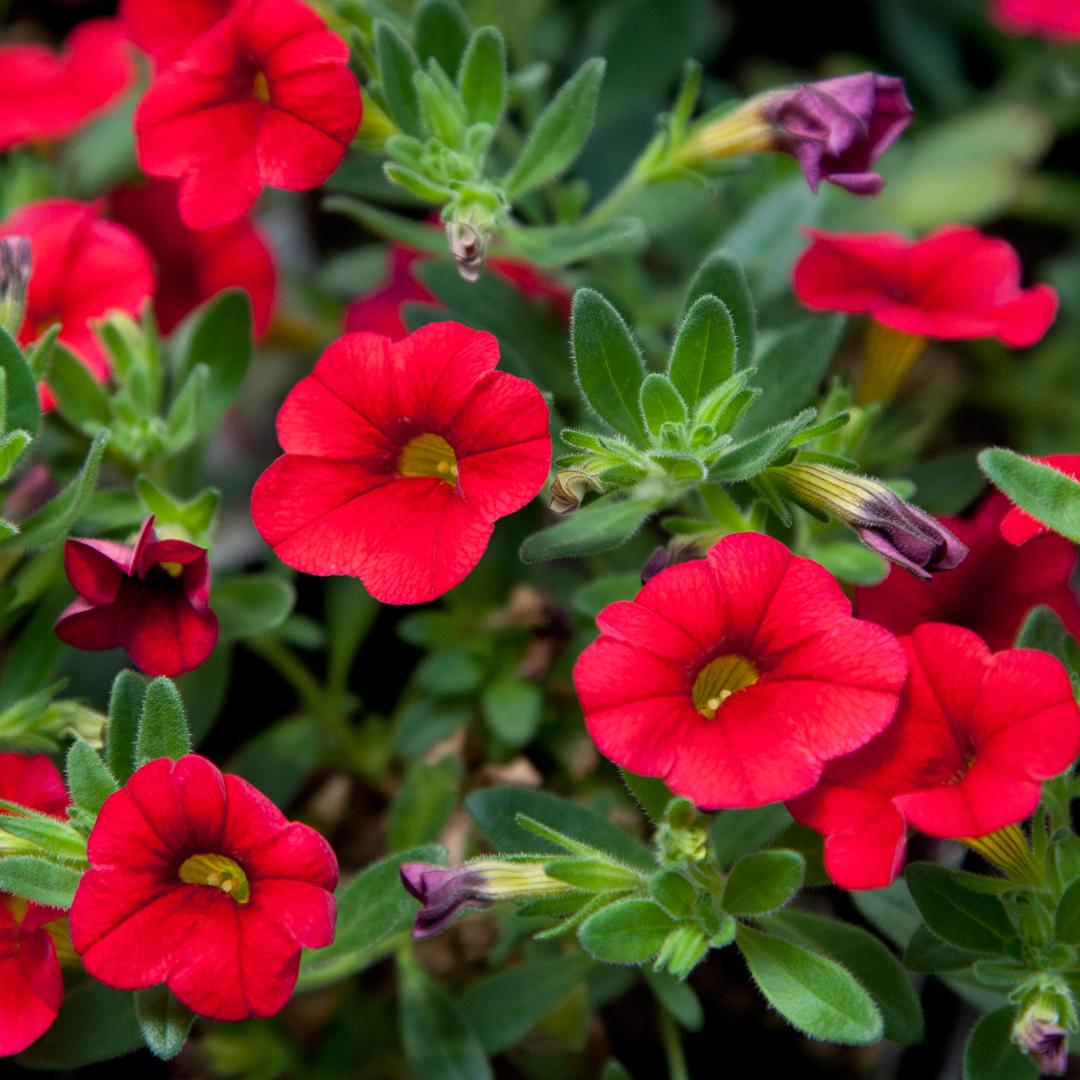 Калибрахоа aloha double cherry red фото