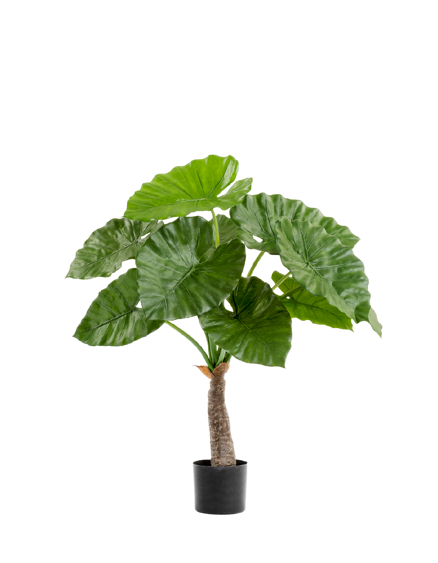 Алоказия Калидора 80 см 1 ствол 2/2 10.55602N