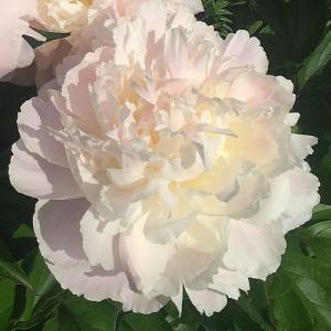 Пион молочноцветковый Ширли Темпл — Shirley Temple  в горшке d-22 см