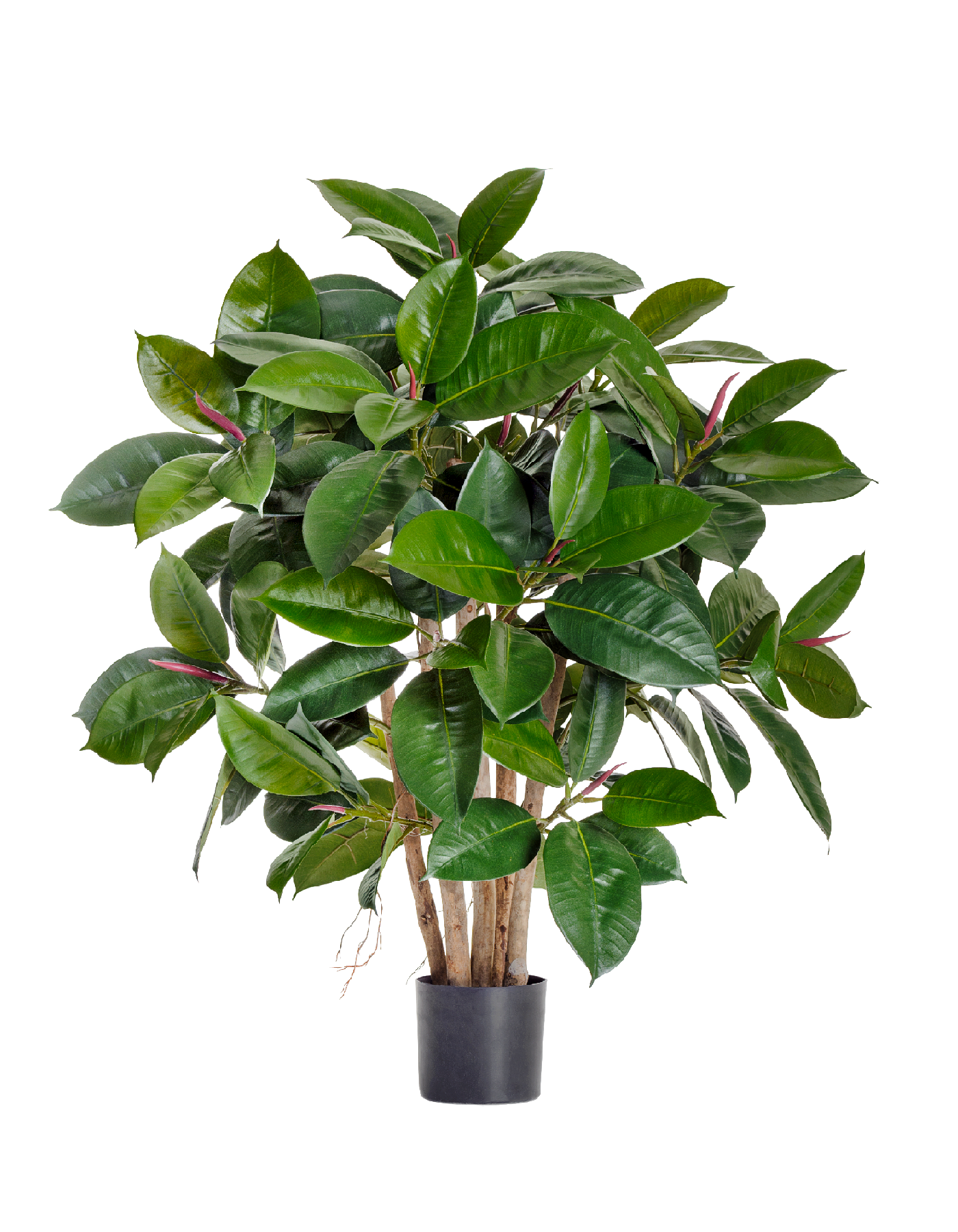 Фикус Эластика куст зеленый в-90 см 2/2 10.33803N