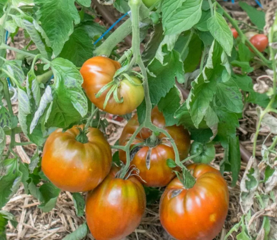 Рассада Томат Шоколадное сердце Рейнхарда сорт среднеспелый, индетерминантный, коричневый с красный, d-5 см