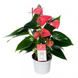 Комнатное растение Антуриум андрианум Чемпион розовый в горшке 17 см