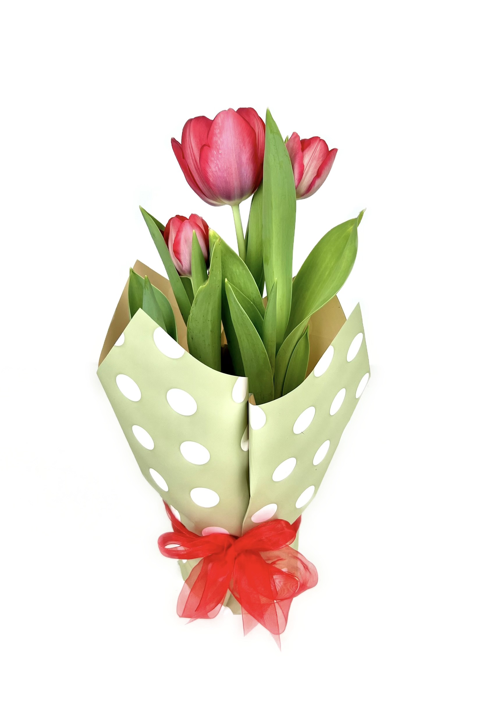 Тюльпаны в подарочной упаковке 3 шт в d-12 см в ассортименте