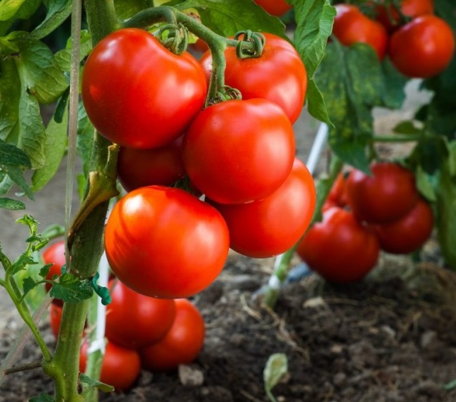 Рассада Томат Андромеда  №211 ранний, красный d-5 см