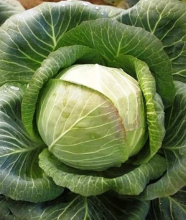 Рассада Капуста белокочанная Сибирячка 60 среднеспелая в кассете Е6 шт