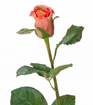 Роза Анабель персик-роз в-52 см, в-4,д-3 см 12/144 30.03110133SU