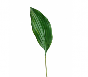 Лист Хосты тёмно-зелёный в-47 см (лист 25х10 см) 48/288 30.0611080
