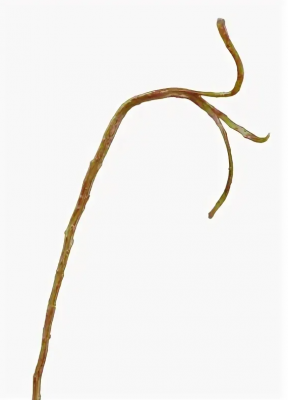 Ветка Салекса тонкая зелёно-коричневая в-71 см, ш-0,5-1,3 см 12/144 30.0613219