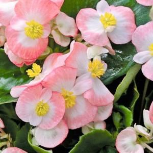 Рассада однолетних цветов Бегония вечноцветущая зеленолистная Белая с розовым в кассете 10 шт