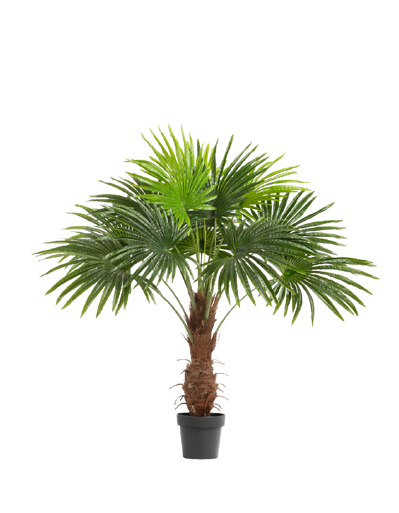 Пальма Вашингтония в-120 см (Sensitive Botanic) 2/2 10.071926N