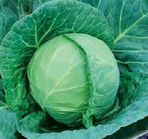 Рассада Капуста белокочанная Точка раннеспелая в кассете Е6 шт