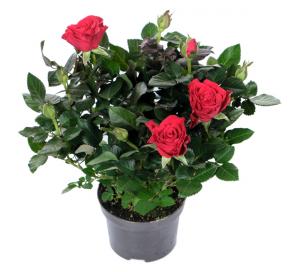 Роза кордана Красная Мерседес в горшке d-10 см