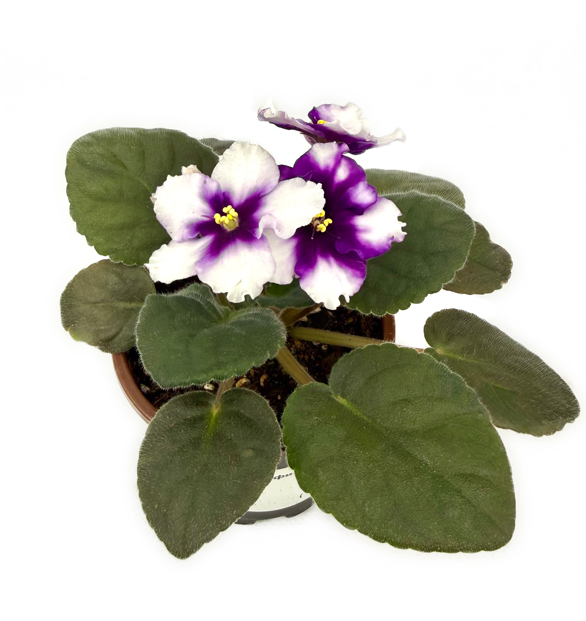 Фиалка белая с фиолетовой серединкой и бахромой в горшке д-12 см