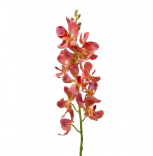 Орхидея Дендробиум кораллово-розовая 58 см 12цв 12/48 30.0610049LOR