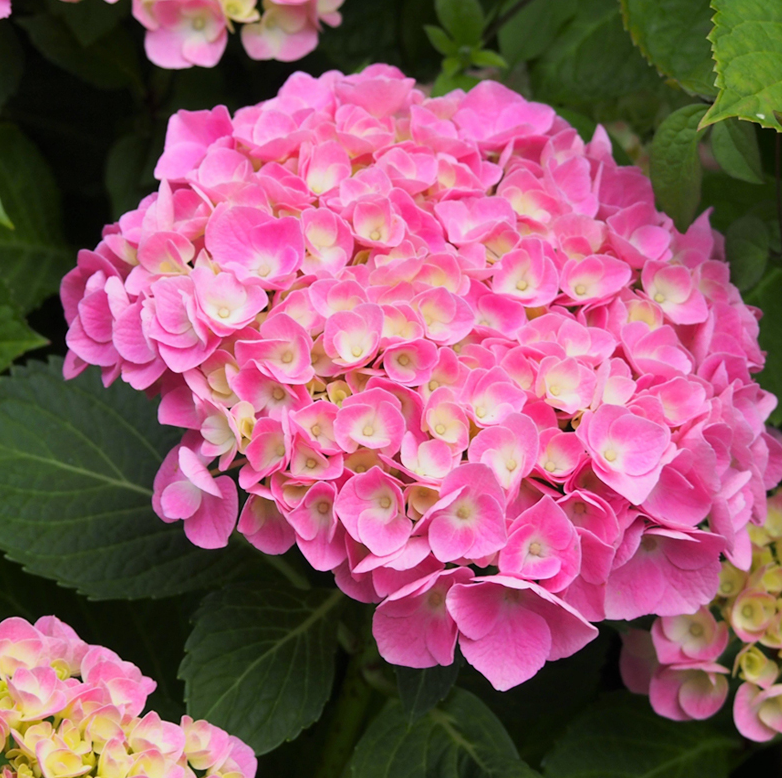 Гортензия крупнолистная Боденси Роуз (Bodensee Rose) в горшке 19 см
