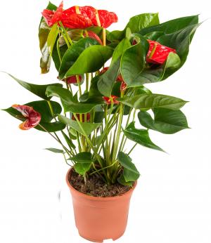 Комнатное растение Антуриум андрианум красный в горшке 35 см