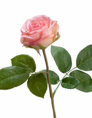 Роза Флорибунда Мидл нежно-розовая в-34 см д-8 см 24/144 30.0611075LPK