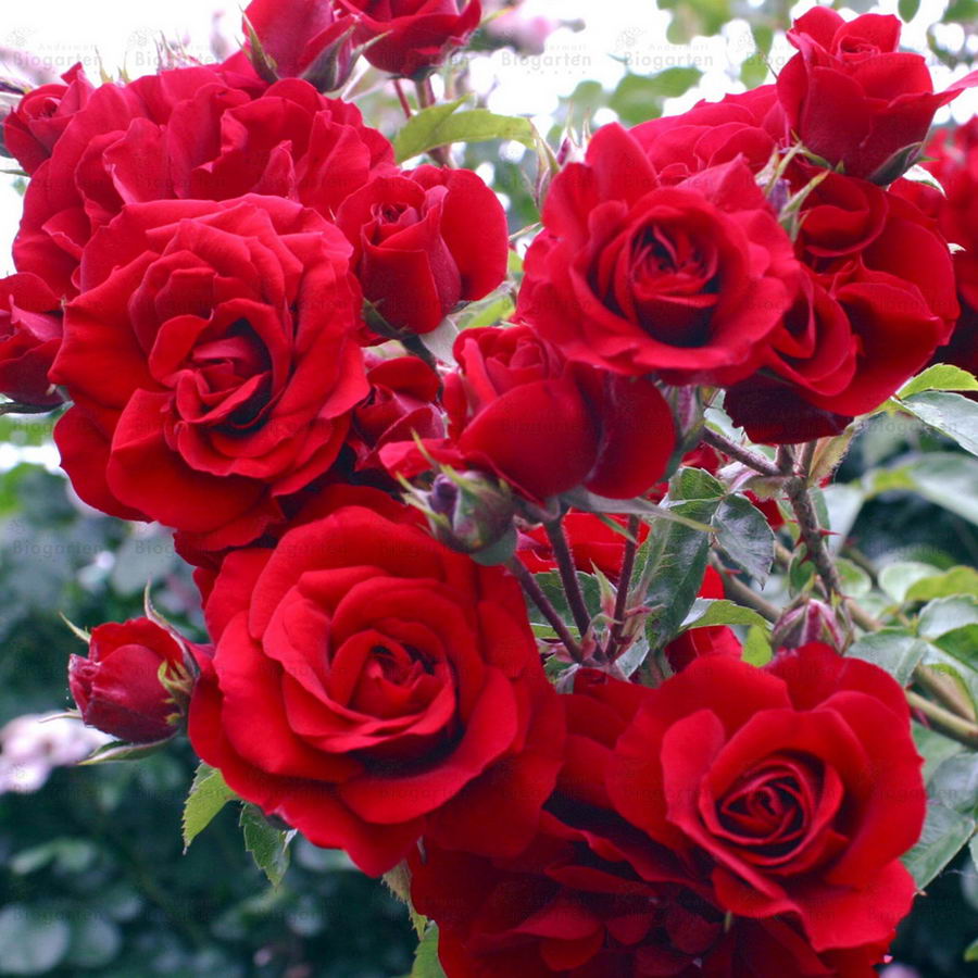 Плетистая Роза Красная