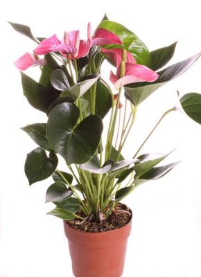 Комнатное растение Антуриум андрианум Пинк Фивер в горшке 15 см