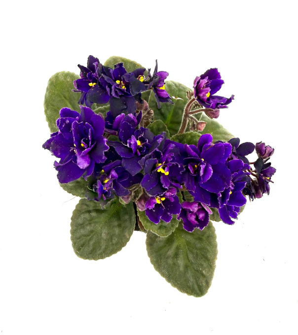 Фиалка густомахровая темно-фиолетовая в горшке д-12см