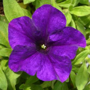 Рассада однолетних цветов Петуния простая фиолетовая в кассете 6 шт