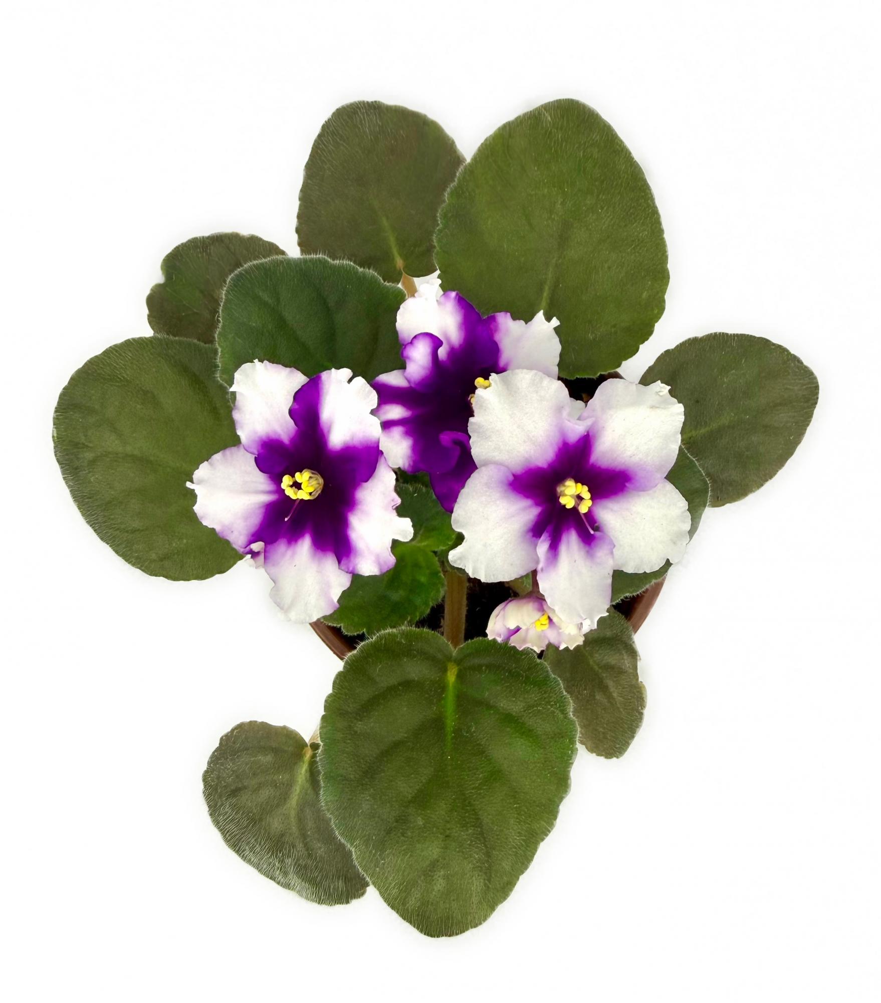 Фиалка белая с фиолетовой серединкой и бахромой в горшке д-12 см