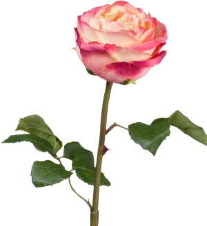 Роза Джема нежно-персиковая с малиновым в-56 см бутон в-7,д-11 см 12/72 30.03150254YPK