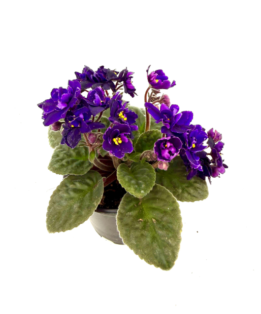 Фиалка густомахровая темно-фиолетовая в горшке д-12см