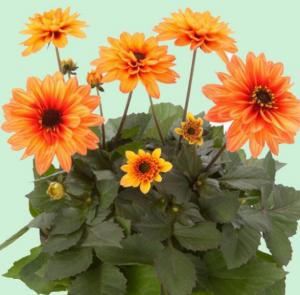 Рассада однолетних цветов Георгина оранжевая в горшке d-12 см
