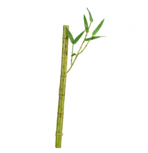 Бамбук стебель длинный св.зелёный с веточкой в-39 см д-2 см 24/288 30.0611073LG