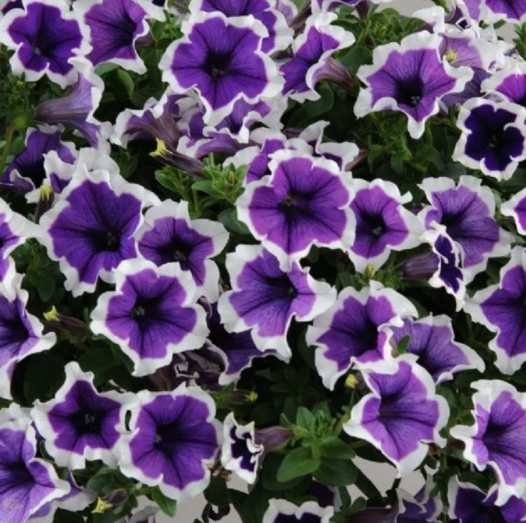 Рассада однолетних цветов Петуния простая фиолетовая с белым в кассете 6 шт