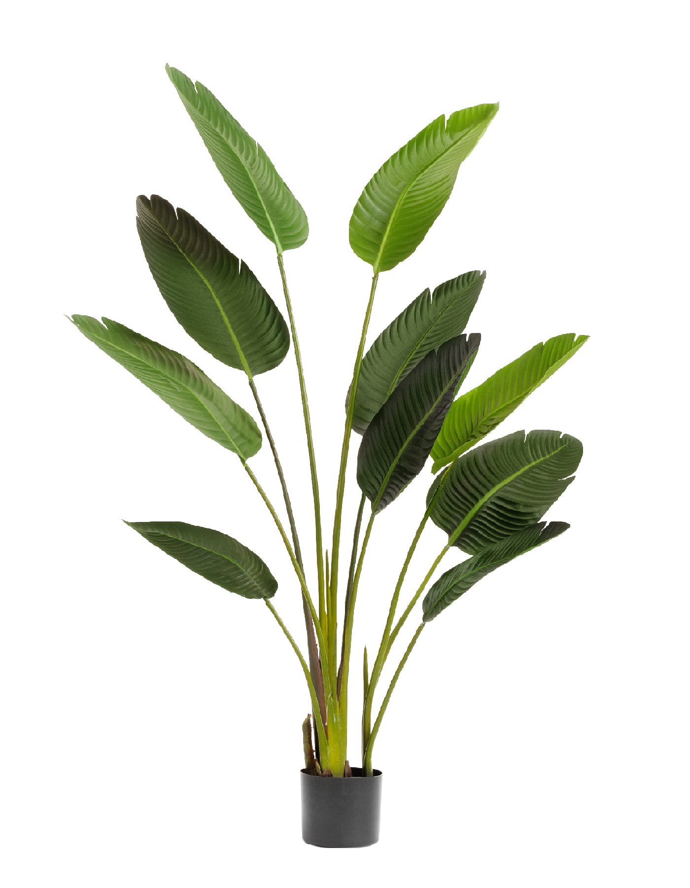 Стрелиция Style зелёная в-150 см 2/2 10.071820/5