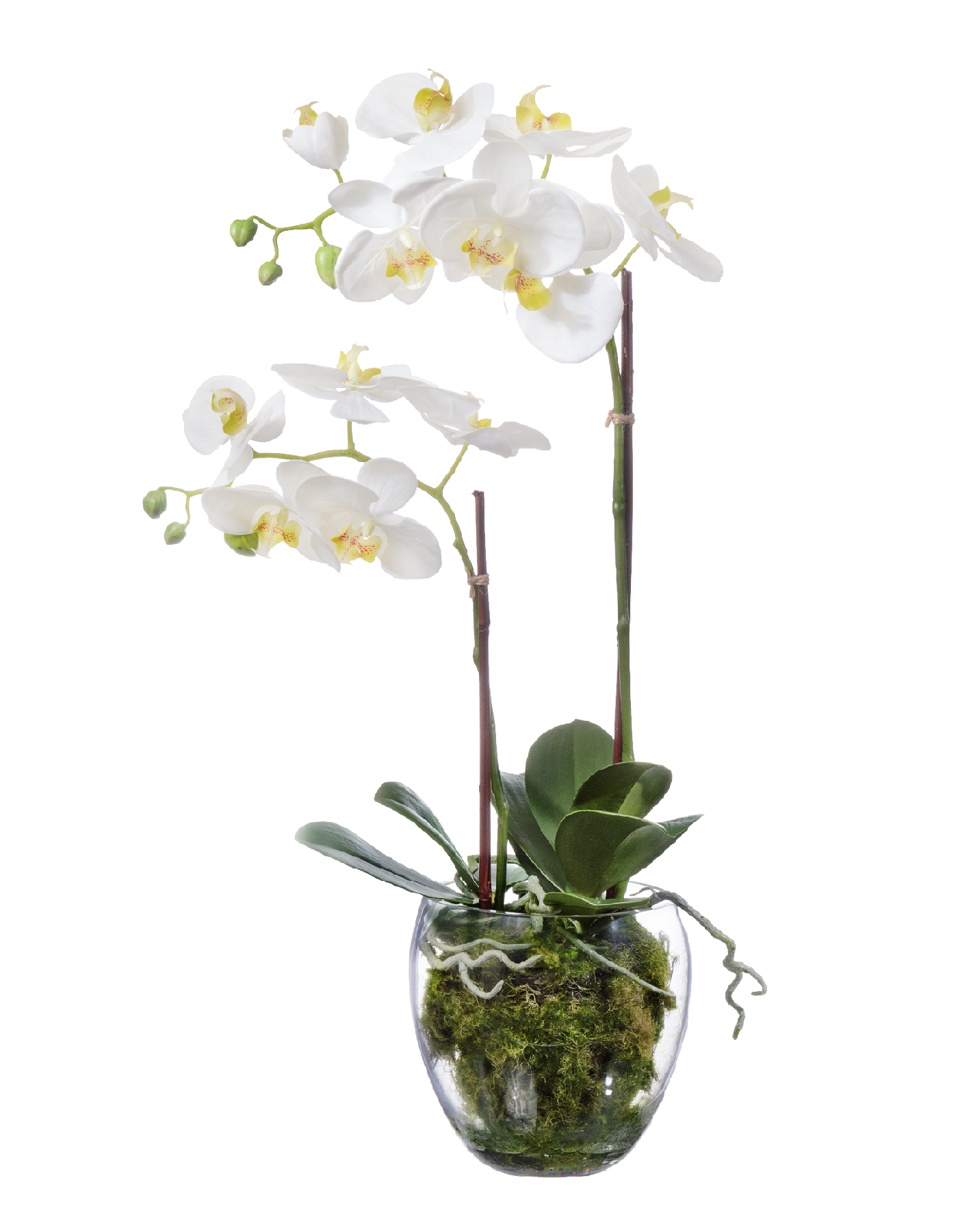 Орхидея Фаленопсис белая куст 60 см 2 ветви в стекл.вазе с мхом, корнями, землёй 1/1 10.0611066WHGL60