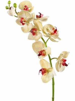 Орхидея Фаленопсис Мидл бледно-золотистая с бордо в-76 см 9цв,3бут 6/36 30.0611086YL