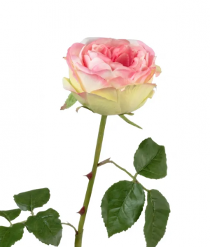 Роза Джема ярко-розовая со св.лаймом в-56 см бутон в-7,д-11 см 12/72 30.03150254PK