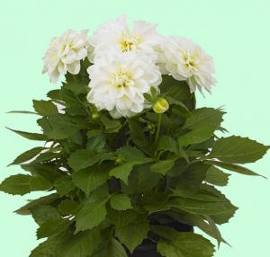 Рассада однолетних цветов Георгина белая в горшке d-12 см