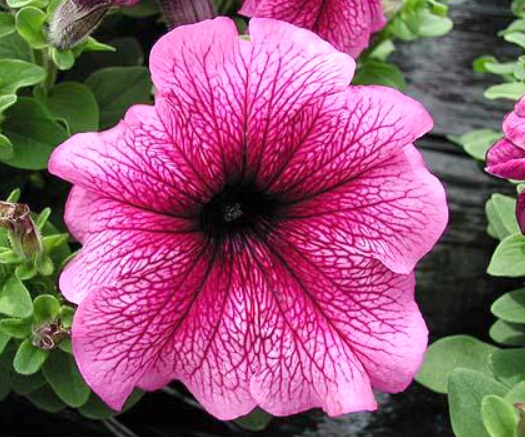 Рассада однолетних цветов Петуния простая капелла малиновая в кассете 6 шт