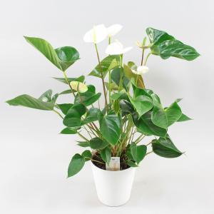 Комнатное растение Антуриум андрианум Чемпион белый в горшке 17 см