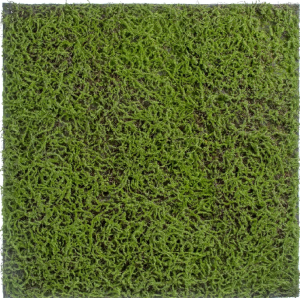 Мох Сфагнум Fuscum зелёный (полотно на подложке большое) 100х100 см 12/12 20.0820411L