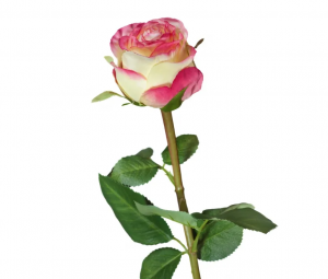 Роза Эсперанса Мидл лимонная с розовой каймой в-49 см, бутон д-5,в-6 см 24/192 30.0613113LORsm