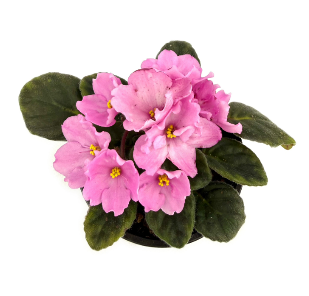 Фиалка розовая простая в горшке д-12 см