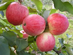 Яблоня Осеннее полосатое (Штрейфлинг) в горшке 5 л