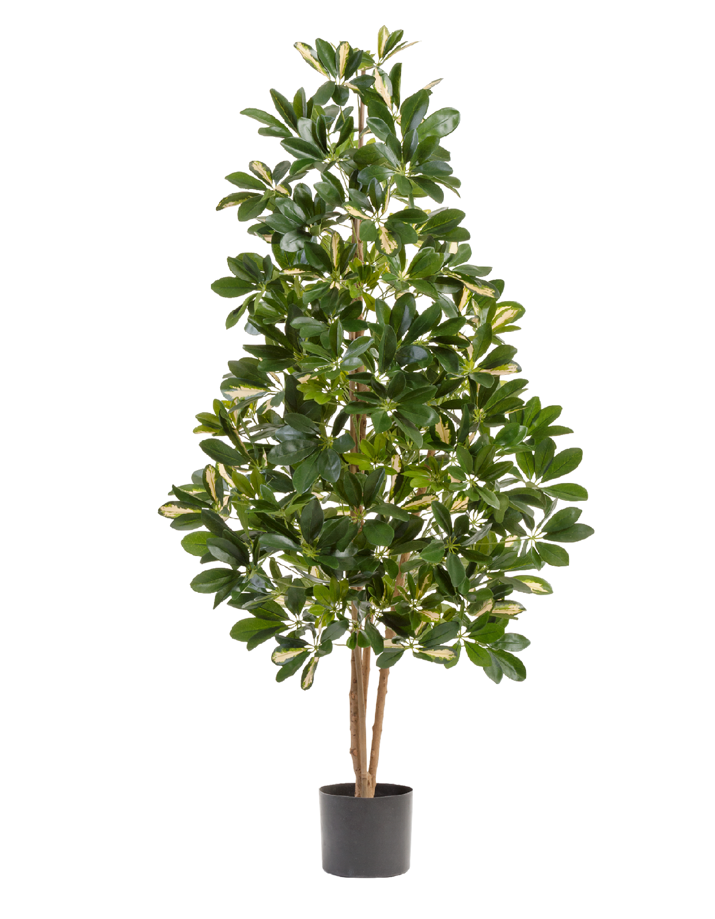 Шеффлера натуральная пёстрая 170 см 2/2 10.38506NW