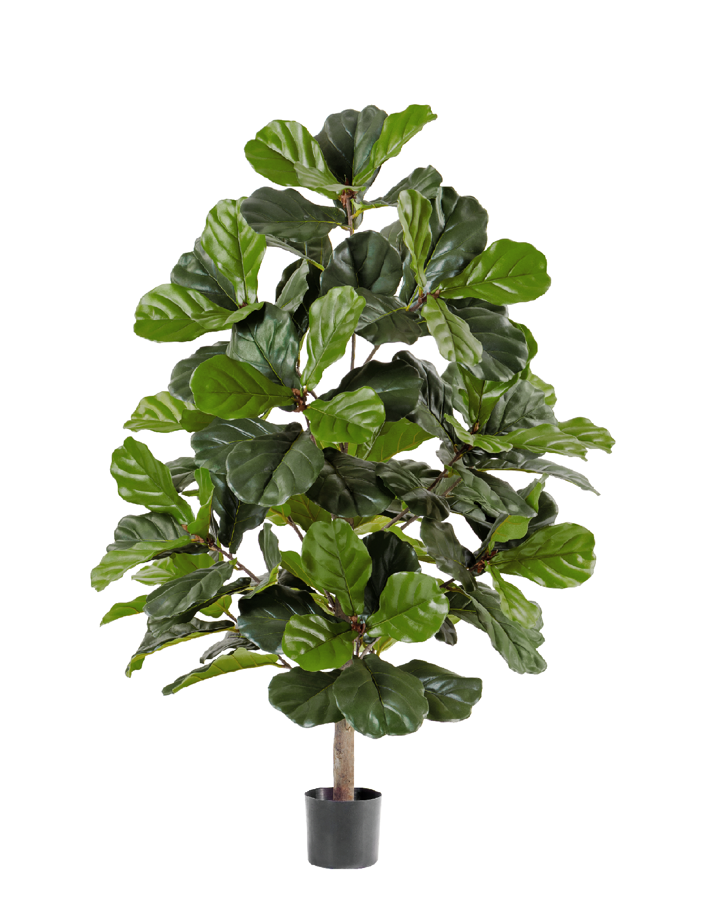 Фикус Лирата 130 см 2/2 10.33704N