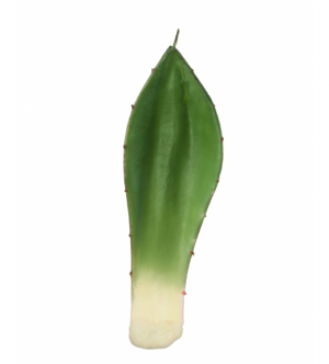 Лист Алоэ зелёный малый в-19,5, ш-6 см 36/720 30.03110125