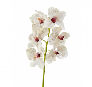 Орхидея Ванда крем с крапинами бордо в-57 см, 6цв 12/72 30.03070050/2